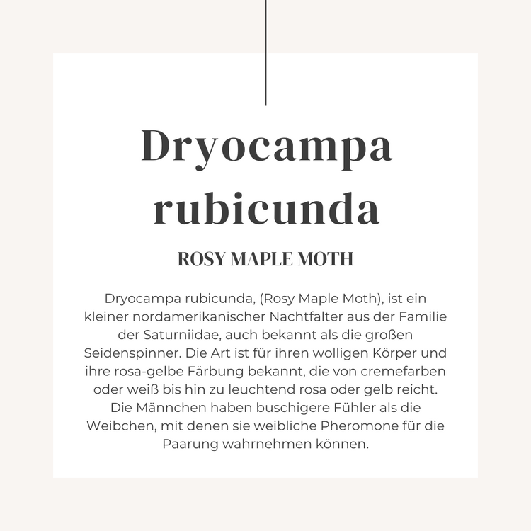 Handgestickte Rosy Maple Moth Brosche in Gelb und Rosa mit Perlen